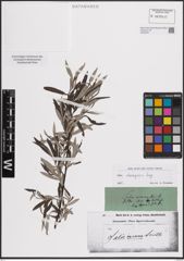 Foto von Salix eleagnos Scop.
